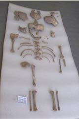 Skeleton of young child, ready for analysis.