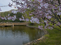 2014年三笠宮記念庭園の桜 (1)