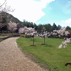 2014年三笠宮記念庭園の桜 (7)