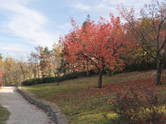 三笠宮庭園の紅葉 (1)