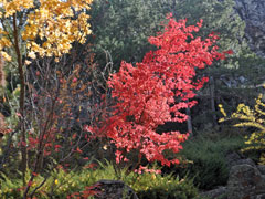 三笠宮庭園の紅葉 (3)