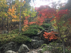 三笠宮庭園の紅葉 (6)