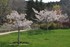 三笠宮庭園の春 (3)